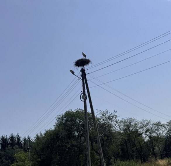 Stork perched on a large nest atop a utility pole with power lines against a clear blue sky.