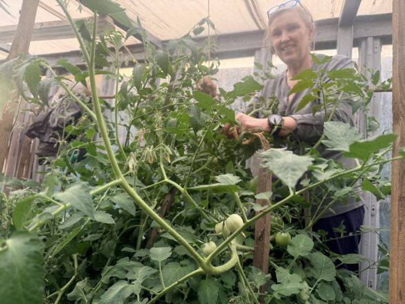 Gardener pruning tomato plants in a greenhouse, green tomatoes visible on the vines.