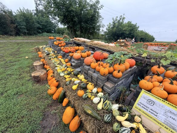 Rows of orange pumpkins and gourds arranged on hay bales and brick stacks at a farm pumpkin patch.